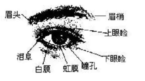 眼睛開 面相|金自在相面秘訣——眼睛篇